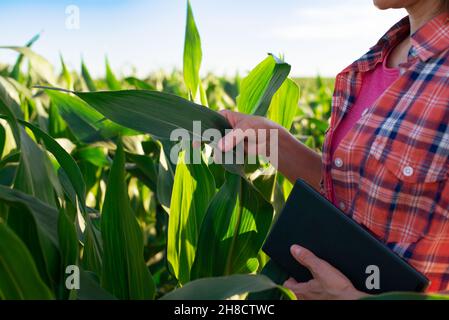 Une travailleuse agricole caucasienne d'âge moyen avec un comprimé inspectant les tiges de maïs au champ Banque D'Images