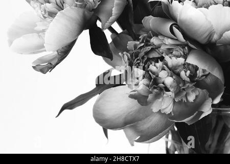 Magnifique bouquet de pivoines.Photo en noir et blanc.Carte à motif fleuri et affiche Banque D'Images