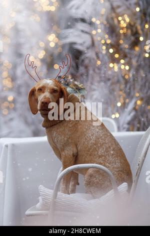 Concept nouvel an et Noël avec chien Braque du Bourbonnais portant un bandeau de rennes dans la neige Banque D'Images