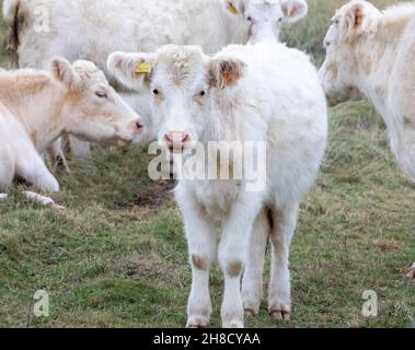 Godrevy,Cornwall,UK,29 novembre 2021,Un grand groupe de bovins blancs de race blanche (Cumberland White) avec des veaux attendait près d'une clôture le long des falaises de Godrevy à Cornwall.Il s'agit d'une race britannique traditionnelle très rare et constitue un maillon essentiel de la chaîne de production de boeuf. Credit Keith Larby/Alay Live News Banque D'Images