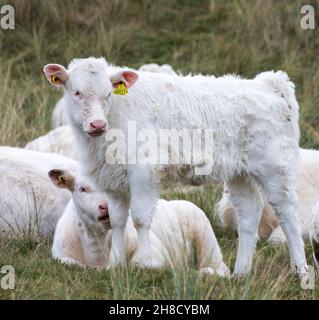 Godrevy,Cornwall,UK,29 novembre 2021,Un grand groupe de bovins blancs de race blanche (Cumberland White) avec des veaux attendait près d'une clôture le long des falaises de Godrevy à Cornwall.Il s'agit d'une race britannique traditionnelle très rare et constitue un maillon essentiel de la chaîne de production de boeuf. Credit Keith Larby/Alay Live News Banque D'Images