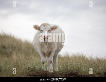 Godrevy,Cornwall,UK,29 novembre 2021,Un grand groupe de bovins blancs de race blanche (Cumberland White) avec des veaux attendait près d'une clôture le long des falaises de Godrevy à Cornwall.Il s'agit d'une race britannique traditionnelle très rare et constitue un maillon essentiel de la chaîne de production de boeuf. Credit Keith Larby/Alay Live News Banque D'Images