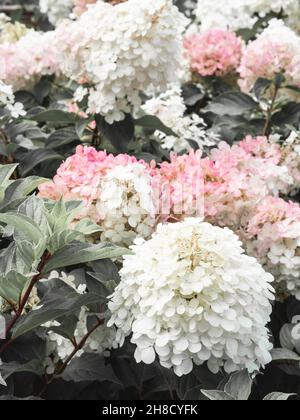 Fleurs d'hortensia roses et blanches dans un jardin.Magnifique buisson de fleurs d'hortensia avec des feuilles vertes luxuriantes.Grands bourgeons avec beaucoup de petites fleurs.Bac à fleurs Banque D'Images