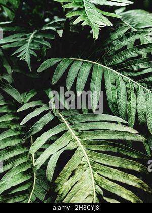 Le vert foncé tropical laisse belle structure de la maison.Arrière-plan des feuilles naturelles Banque D'Images