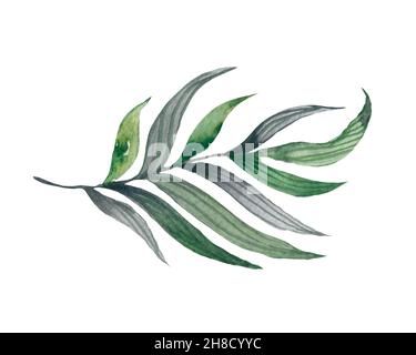 Quatre feuilles tropicales. Illustration de feuilles dessinées à la main en aquarelle. Banque D'Images