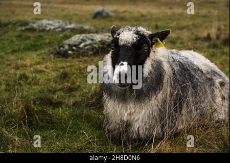 Des moutons robustes avec de la laine humide reposent sur l'herbe d'automne.Le concept de l'élevage. Banque D'Images