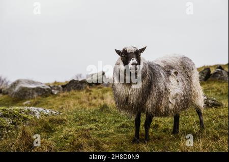 Mouton robuste avec laine humide sur l'herbe d'automne.Le concept de l'élevage. Banque D'Images