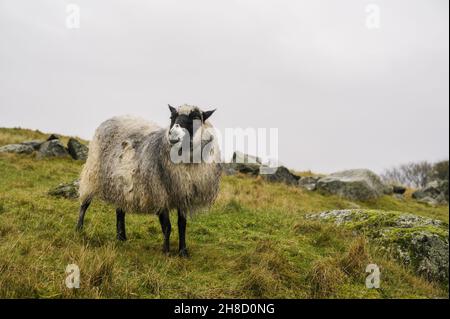 Mouton robuste avec laine humide sur l'herbe d'automne.Le concept de l'élevage. Banque D'Images