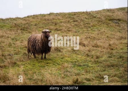 Mouton robuste avec laine humide sur l'herbe d'automne.Le concept de l'élevage. Banque D'Images