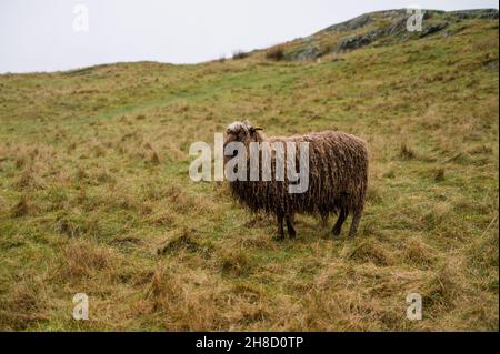 Mouton robuste avec laine humide sur l'herbe d'automne.Le concept de l'élevage. Banque D'Images