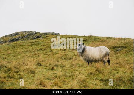 Mouton robuste avec laine humide sur l'herbe d'automne.Le concept de l'élevage. Banque D'Images