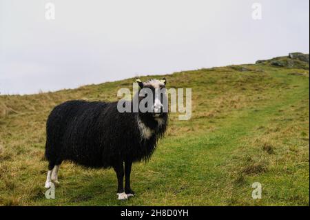 Mouton robuste avec laine humide sur l'herbe d'automne.Le concept de l'élevage. Banque D'Images