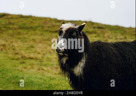 Mouton robuste avec laine humide sur l'herbe d'automne.Le concept de l'élevage. Banque D'Images
