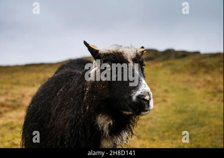 Mouton robuste avec laine humide sur l'herbe d'automne.Le concept de l'élevage. Banque D'Images