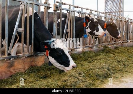 Holstein vaches frisonnes dans une ferme laitière. Banque D'Images