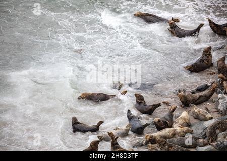 Mutton Cove, Godrevy, Cornwall, 29 novembre 2021, les gens étaient dehors à pied à Godrevy, Cornwall, bien qu'étant une journée terne et couvert.Mutton Cove est un endroit populaire avec des touristes et des habitants pour voir la colonie de phoques gris qui s'étend sur la plage et parmi les rochers.Credit: Keith Larby/Alay Live News Banque D'Images