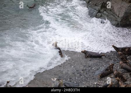 Mutton Cove, Godrevy, Cornwall, 29 novembre 2021, les gens étaient dehors à pied à Godrevy, Cornwall, bien qu'étant une journée terne et couvert.Mutton Cove est un endroit populaire avec des touristes et des habitants pour voir la colonie de phoques gris qui s'étend sur la plage et parmi les rochers.Credit: Keith Larby/Alay Live News Banque D'Images