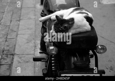 Gros plan en échelle de gris d'un chat dormant sur une moto garée dans la rue Banque D'Images
