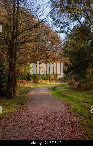 Automne dans la forêt de Wyre à Worcestershire, Angleterre Banque D'Images