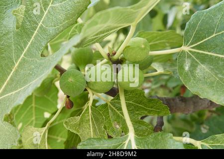 Les figues vertes mûrissent sur l'arbre, en gros plan. Banque D'Images