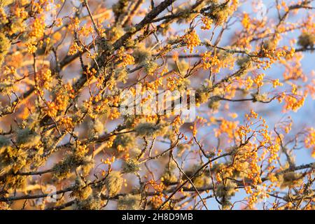 Baies de rowan orange (sorbus) dans un arbre couvert de lichen dans le jardin du Royaume-Uni Banque D'Images