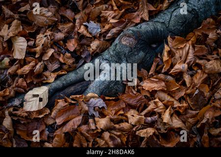 Les racines d'un vieux arbre dans un lit de feuilles de cuivre d'automne sur le plancher de bois, Worcestershire, Angleterre. Banque D'Images