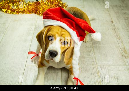 Un beau chien de beagle, dans la décoration du nouvel an, est assis en prévision des vacances Banque D'Images