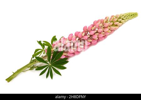 Fleur lupin rose isolée sur fond blanc Banque D'Images