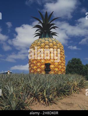 Australie.Queensland.Sunshine Coast.La grosse ananas. Banque D'Images
