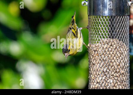 Siskin se nourrissant d'un mangeoire à oiseaux rempli de graines de tournesol Banque D'Images