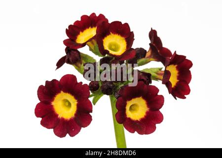 Gros plan sur les fleurs rouge profond et jaune de Primula isolées sur un fond blanc Banque D'Images