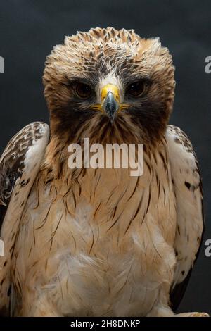 Femelle adulte d'aigle à démarrage.Mue pâle .Aquila pennata Banque D'Images