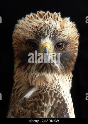 Femelle adulte d'aigle à démarrage.Mue pâle .Aquila pennata Banque D'Images