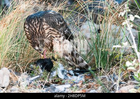 Accipiter gentilis - le goshawk commun est une espèce d'oiseau accipitriforme de la famille des Accipitridae. Banque D'Images