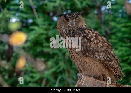 Bubo Bubo - la chouette est une espèce d'oiseau strigiforme de la famille des Strigidae. Banque D'Images