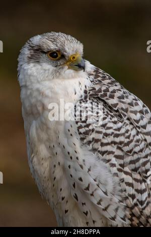 Falco rusticolus - le gyrfalcon ou gyrfalcon est une espèce d'oiseau falconiforme de la famille des Falconidae. Banque D'Images