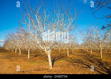 Les pistachiers. Campo de Criptana, Ciudad Real province, Castilla La Mancha, Espagne. Banque D'Images