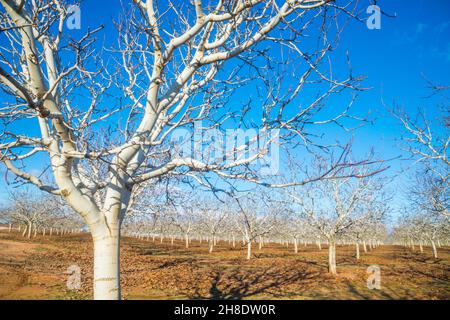 Les pistachiers. Campo de Criptana, Ciudad Real province, Castilla La Mancha, Espagne. Banque D'Images