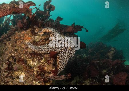 Cette étoile de mer est une grande espèce d'échinoderme et de clef de voûte de la baie de Monterey en Californie. Banque D'Images