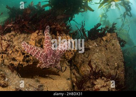 Cette étoile de mer est une grande espèce d'échinoderme et de clef de voûte de la baie de Monterey en Californie. Banque D'Images