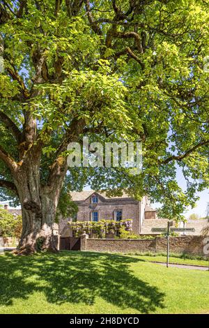 Le Vieux Rectory vu de l'immense sycomore sur le vert dans le village Cotswold de Cold Aston (alias Aston Blank), Gloucestershire Royaume-Uni Banque D'Images