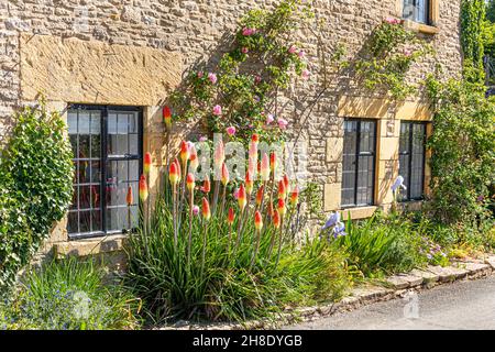 Des hot-dokers rouges fleurissent au début du mois de juin dans le village de Cotswold, à Naunton, dans la vallée de la rivière Windrush, Gloucestershire au Royaume-Uni Banque D'Images