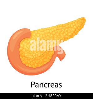 Pancréas, vecteur anatomique interne humain Illustration sur fond blanc, conception plate Illustration de Vecteur