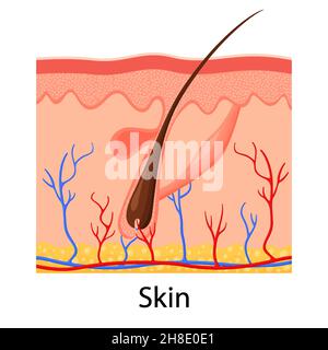 Peau humaine. Épiderme superposé avec follicule pileux, sueur et glandes sébacées. Illustration vectorielle médicale de l'anatomie saine de la peau. Derme et épiderme Illustration de Vecteur