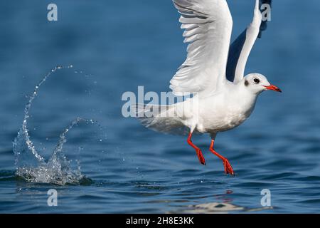 Un mouette à tête noire (Chericocephalus ridibundus) est en train de prendre Banque D'Images