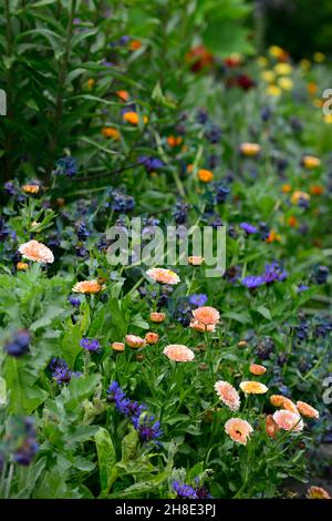 Cerinthe purpurascens majeurs,Honeymott,bleu,violet,fleur,fleurs,calendula indian prince,mélange,fleurs mixtes,fleurs,RM Floral Banque D'Images