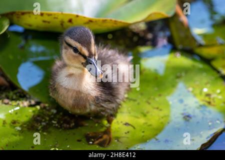 Fermer ujp d'un caneton pallard (anas platyrhnchos) debout sur un coussinet de lys Banque D'Images