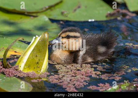 Fermer ujp d'un caneton pallard (anas platyrhnchos) nageant dans l'eau Banque D'Images