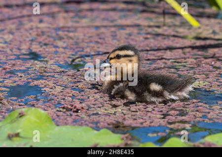 Fermer ujp d'un caneton pallard (anas platyrhnchos) nageant dans l'eau Banque D'Images