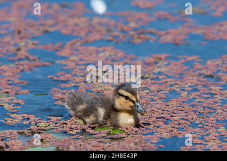 Fermer ujp d'un caneton pallard (anas platyrhnchos) nageant dans l'eau Banque D'Images